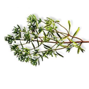 Planta Bolsa Ajedrea