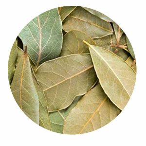 Planta Bolsa Laurel.